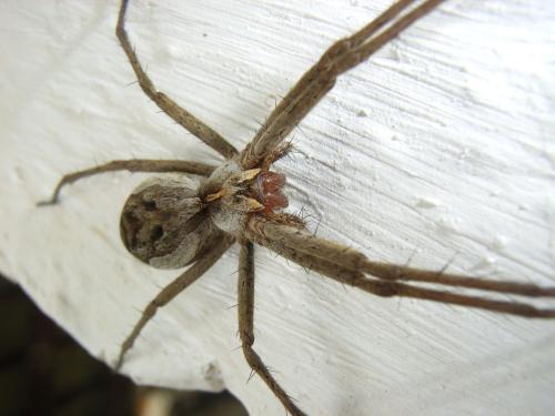 Pisaura sp.